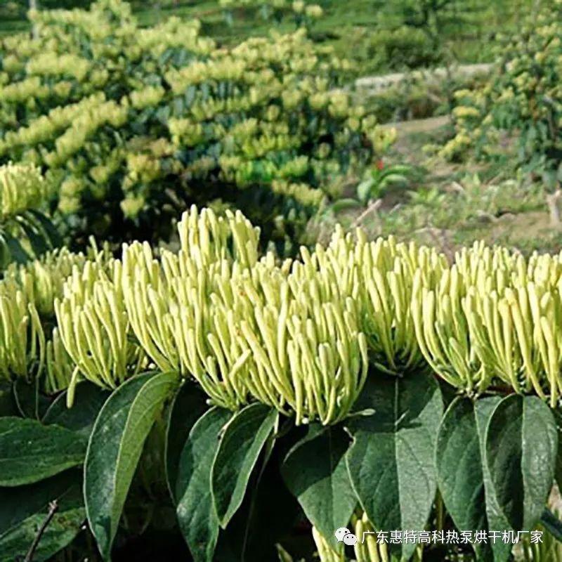 金银花烘干机烘干金银花需要多久？