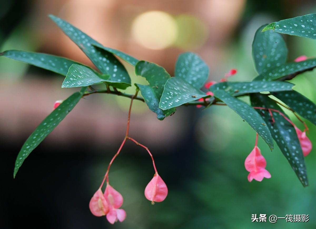 夏花（二十一）——斑叶竹节秋海棠