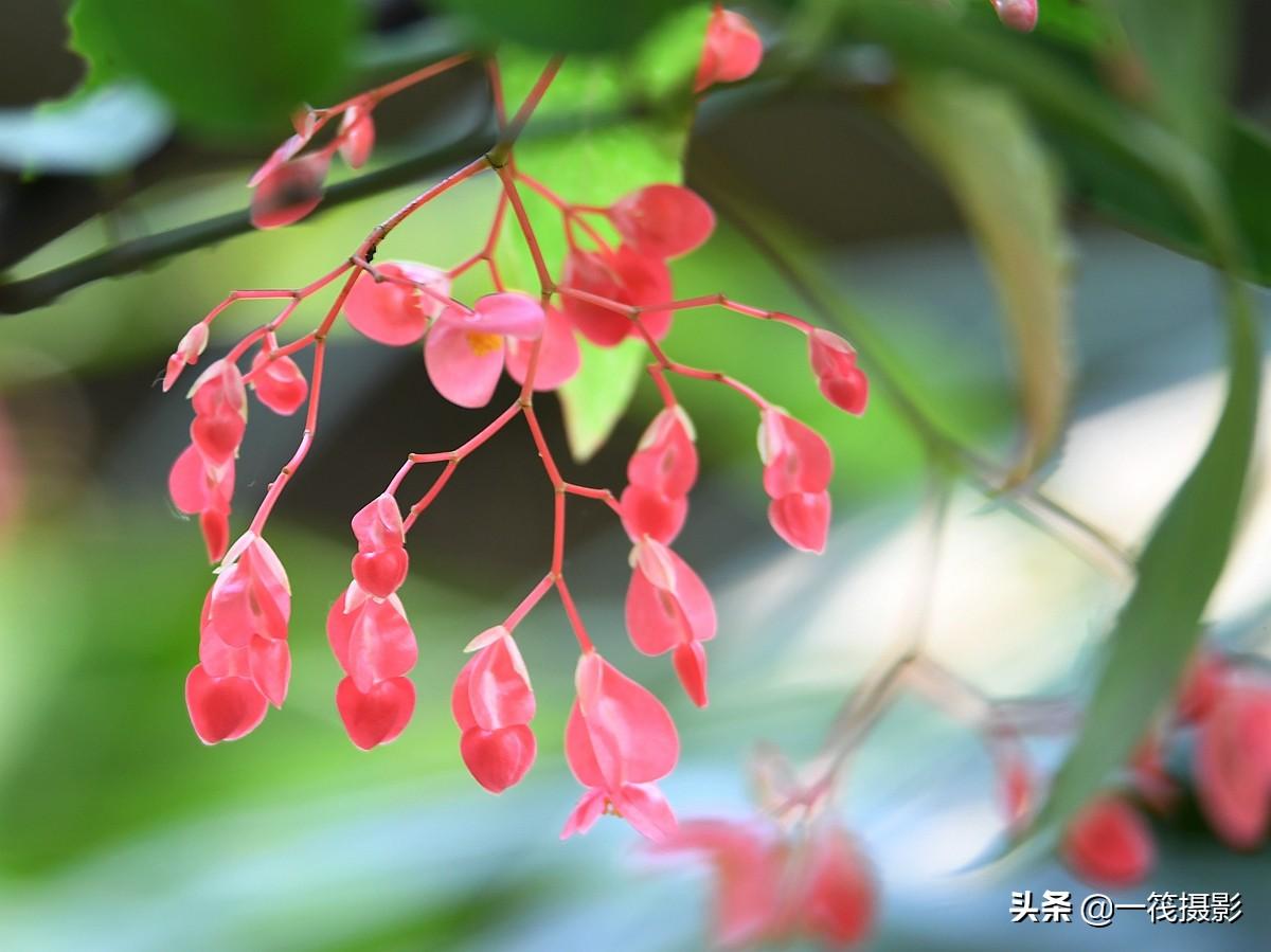 夏花——斑叶竹节秋海棠