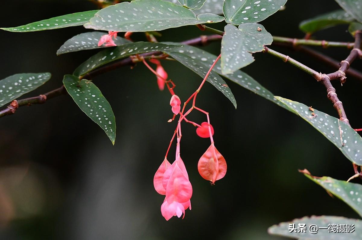 夏花（二十一）——斑叶竹节秋海棠