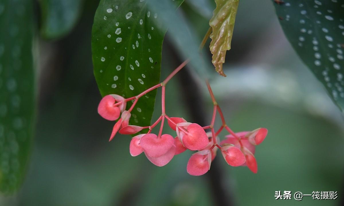 夏花（二十一）——斑叶竹节秋海棠