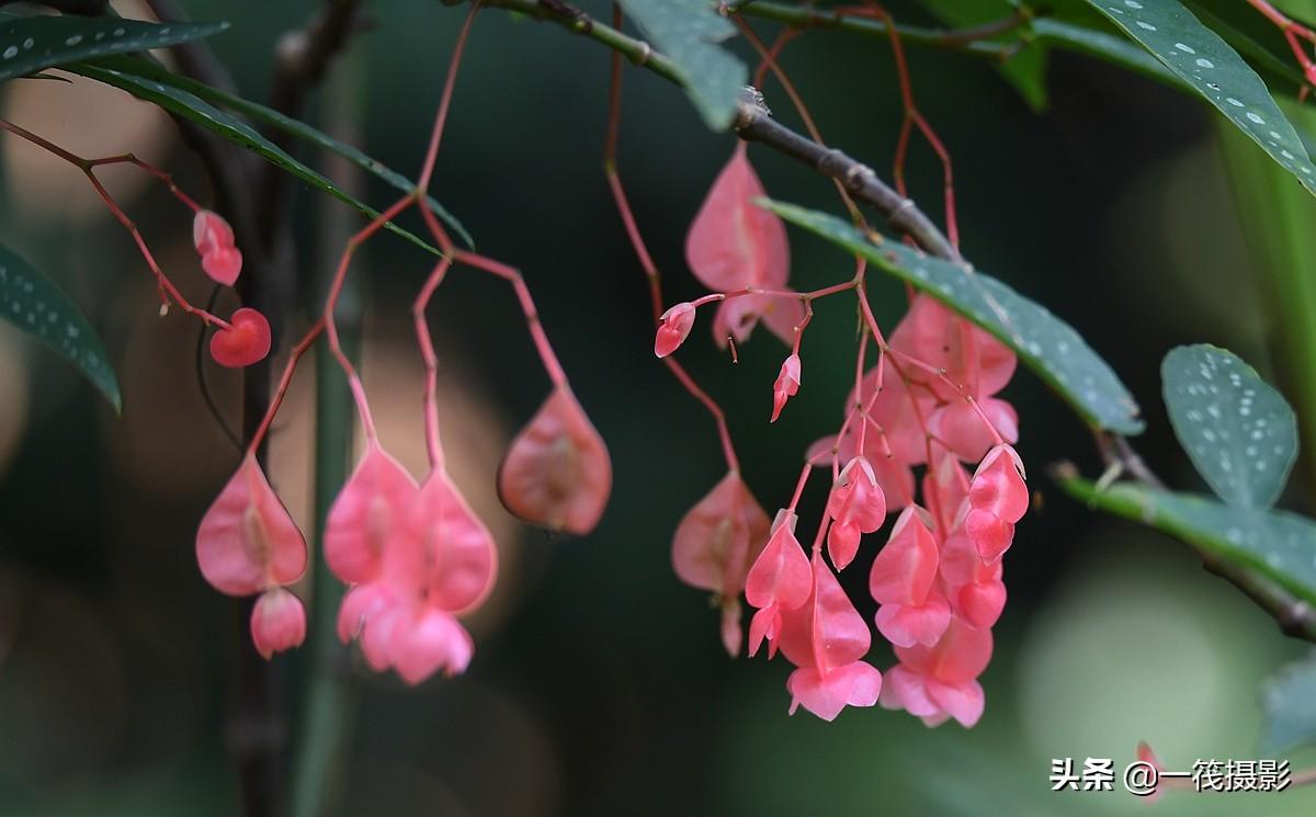 夏花（二十一）——斑叶竹节秋海棠