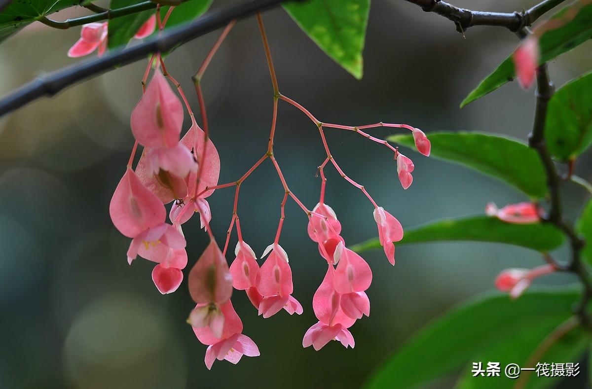 夏花（二十一）——斑叶竹节秋海棠