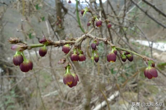 青风藤图片 ，见过吗？祛风利湿，活血解毒，主风湿痹痛，鹤膝风