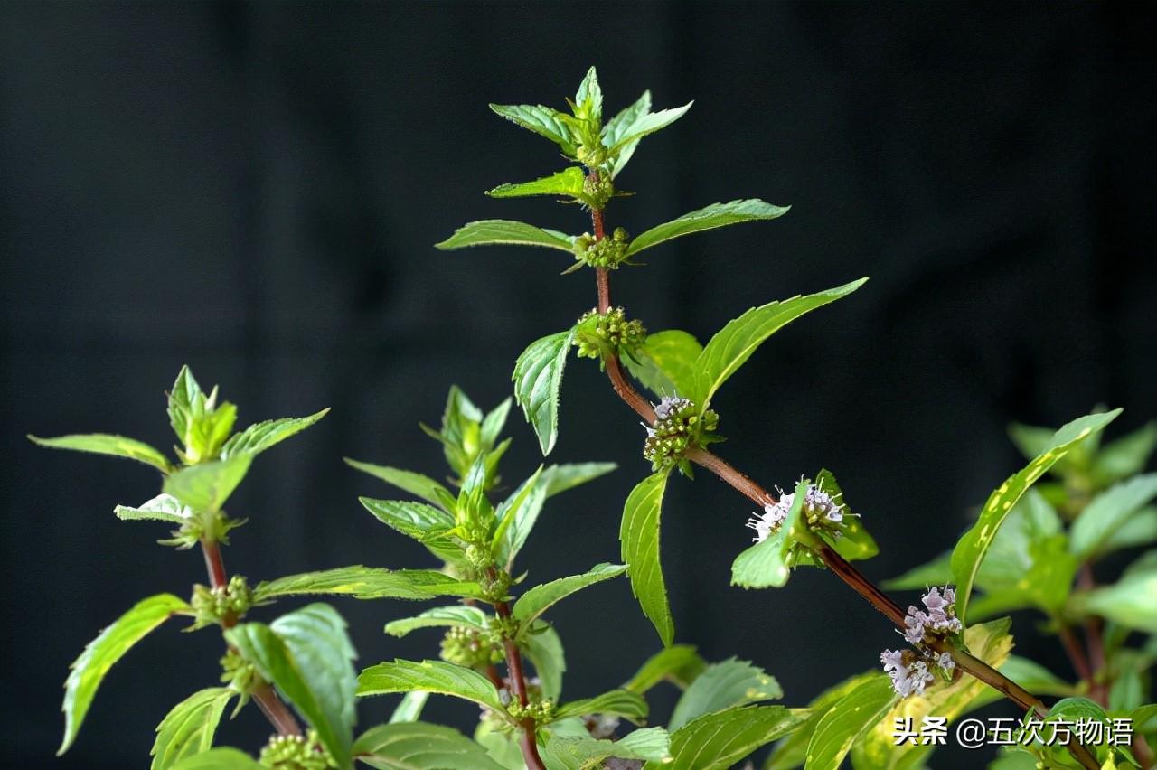 薄荷品种大全（10种薄荷大汇总，我相信你认不全）