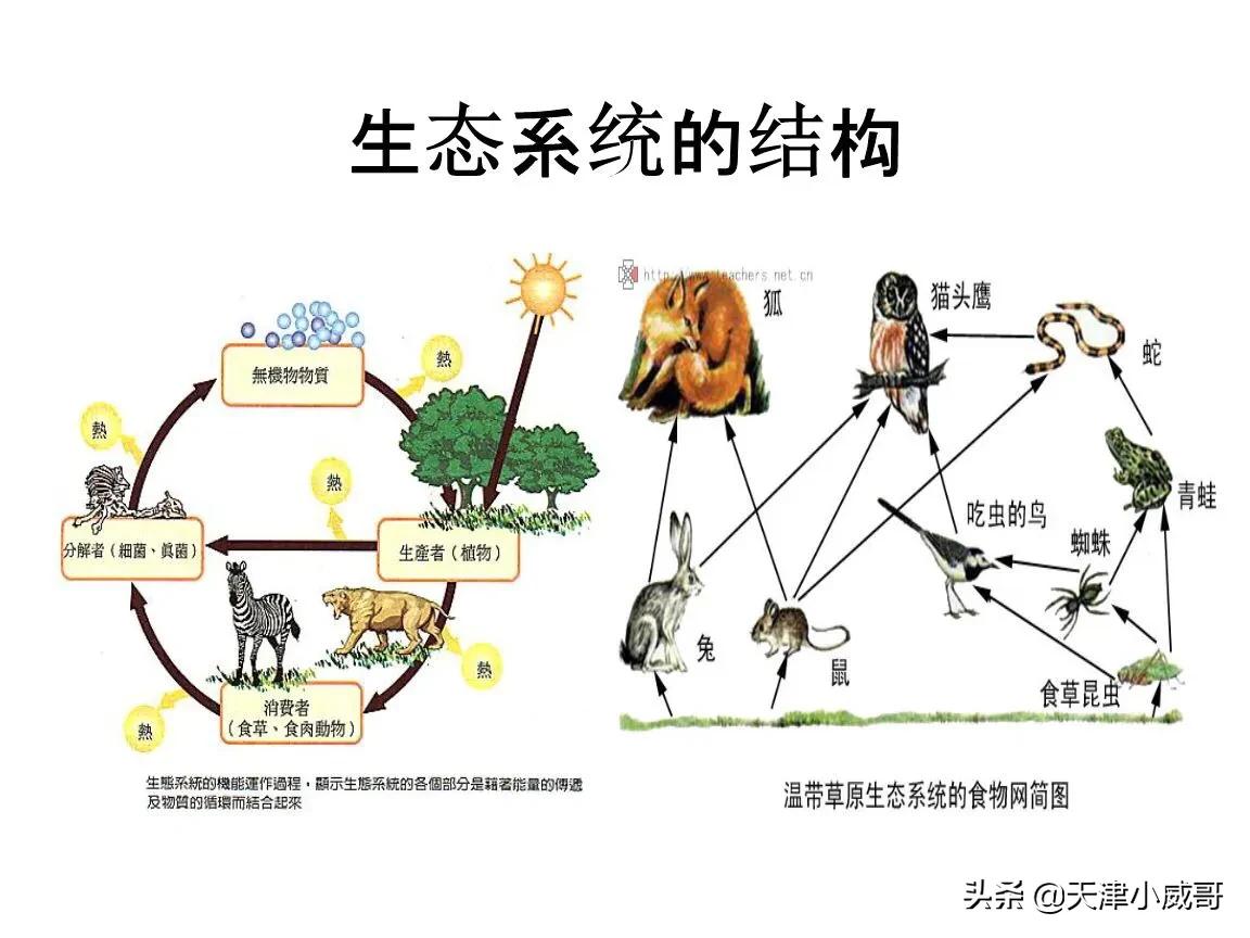 生态系统的结构 和物质循环