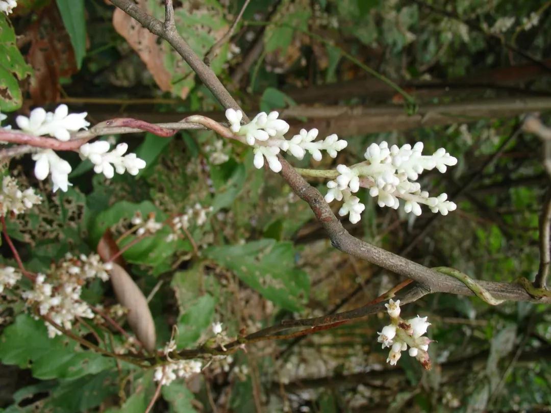 中国寄生植物