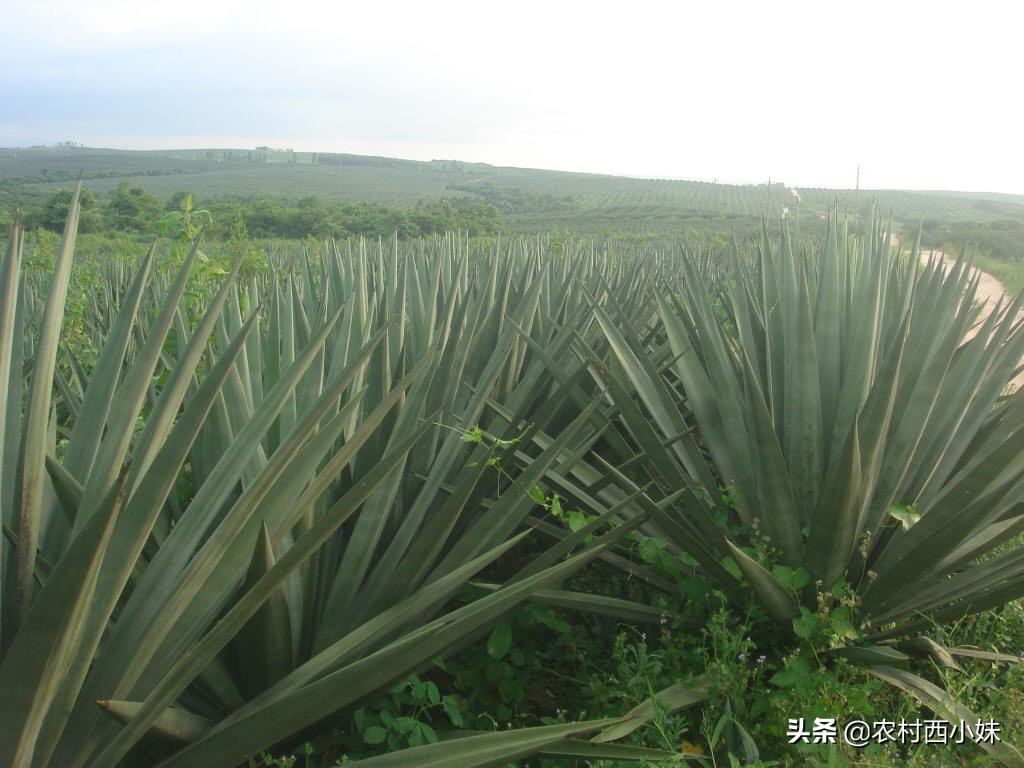 龙舌兰科植物有哪些？龙舌兰科植物名称大全