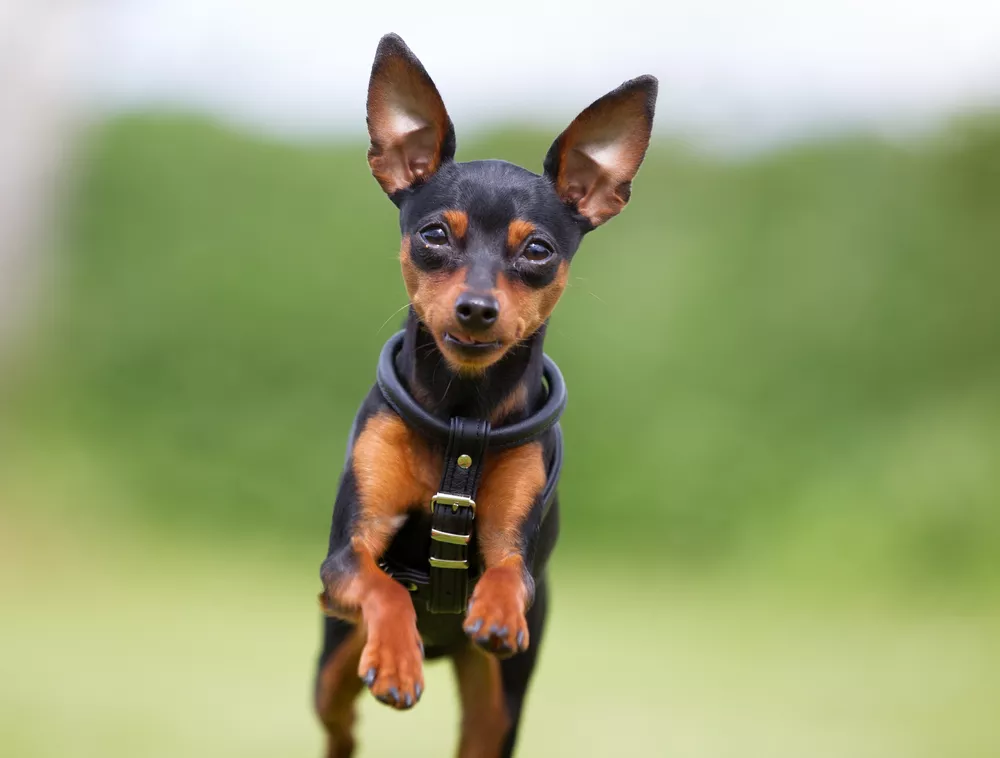 迷你犬品种大全 ，中国犬只榜上有名